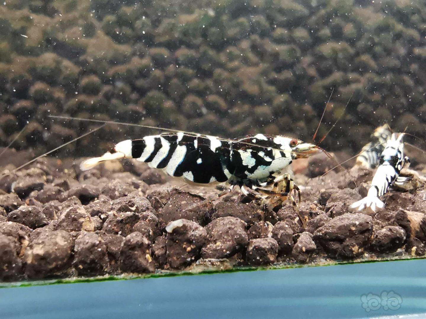 【虾】2020-11-25#RMB拍卖黑花虎一公一母-图2