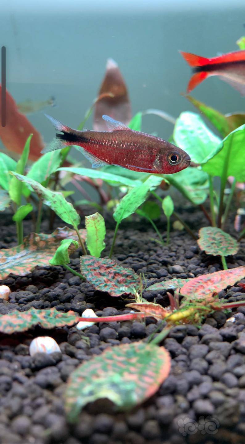 【加拉辛】魔幻红鳞灯鱼