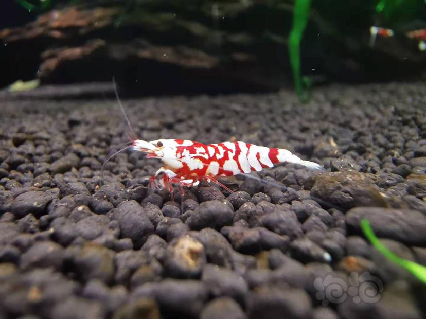 【虾】2020-11-14RMB拍卖#红花虎公虾一份一只-图2