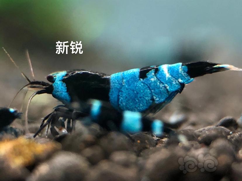 【虾】2020-11-12#RMB拍卖#蓝化幼虾10只-图3