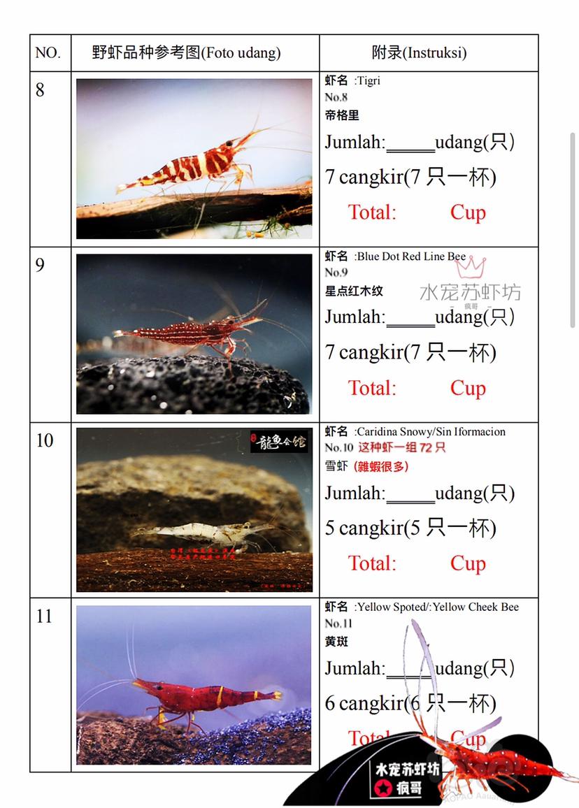 苏虾野虾能进口的品种-图3