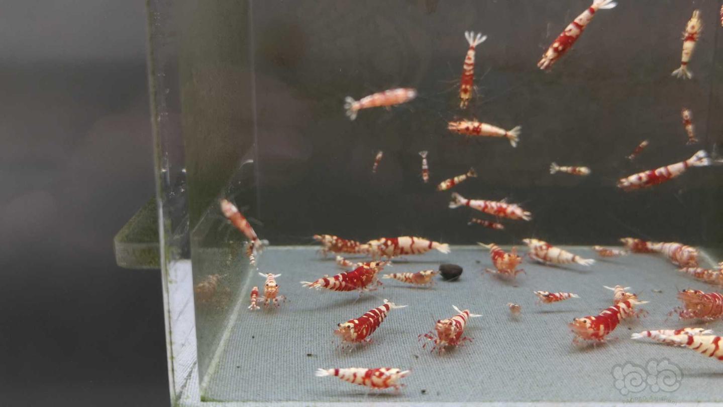 【虾】2020-11-16#RMB拍卖红花虎60只-图5