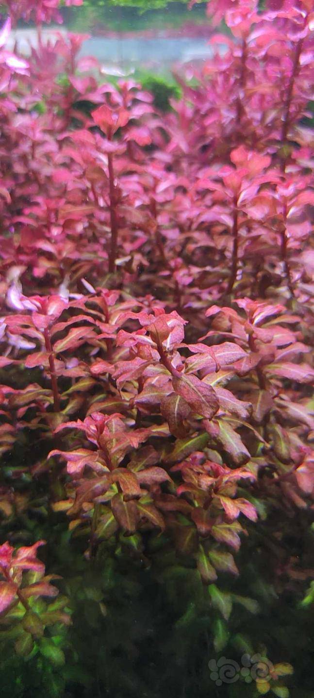 水草100元包邮普快非偏远,紫三角10颗紫红丁香20颗迷你红蝴蝶50颗罗