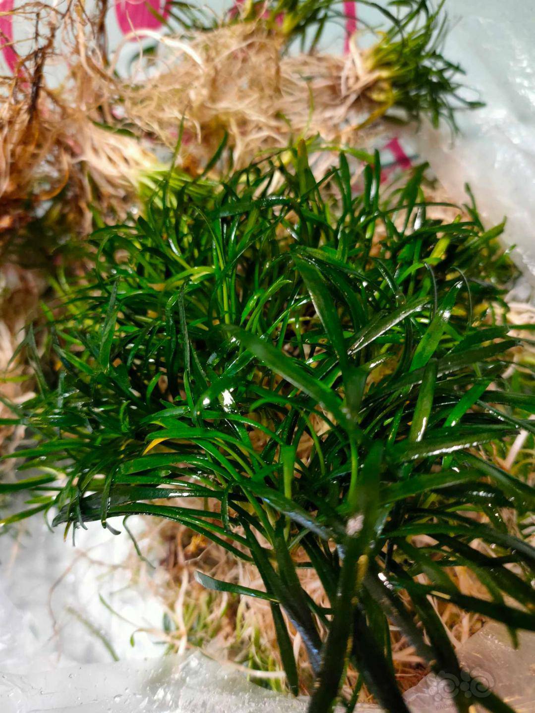 低价出售迷你椒草5毛一颗