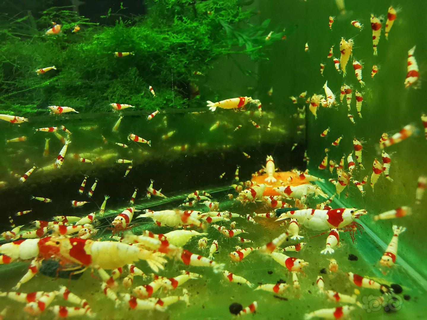 出售海老淘汰红白水晶虾-图1