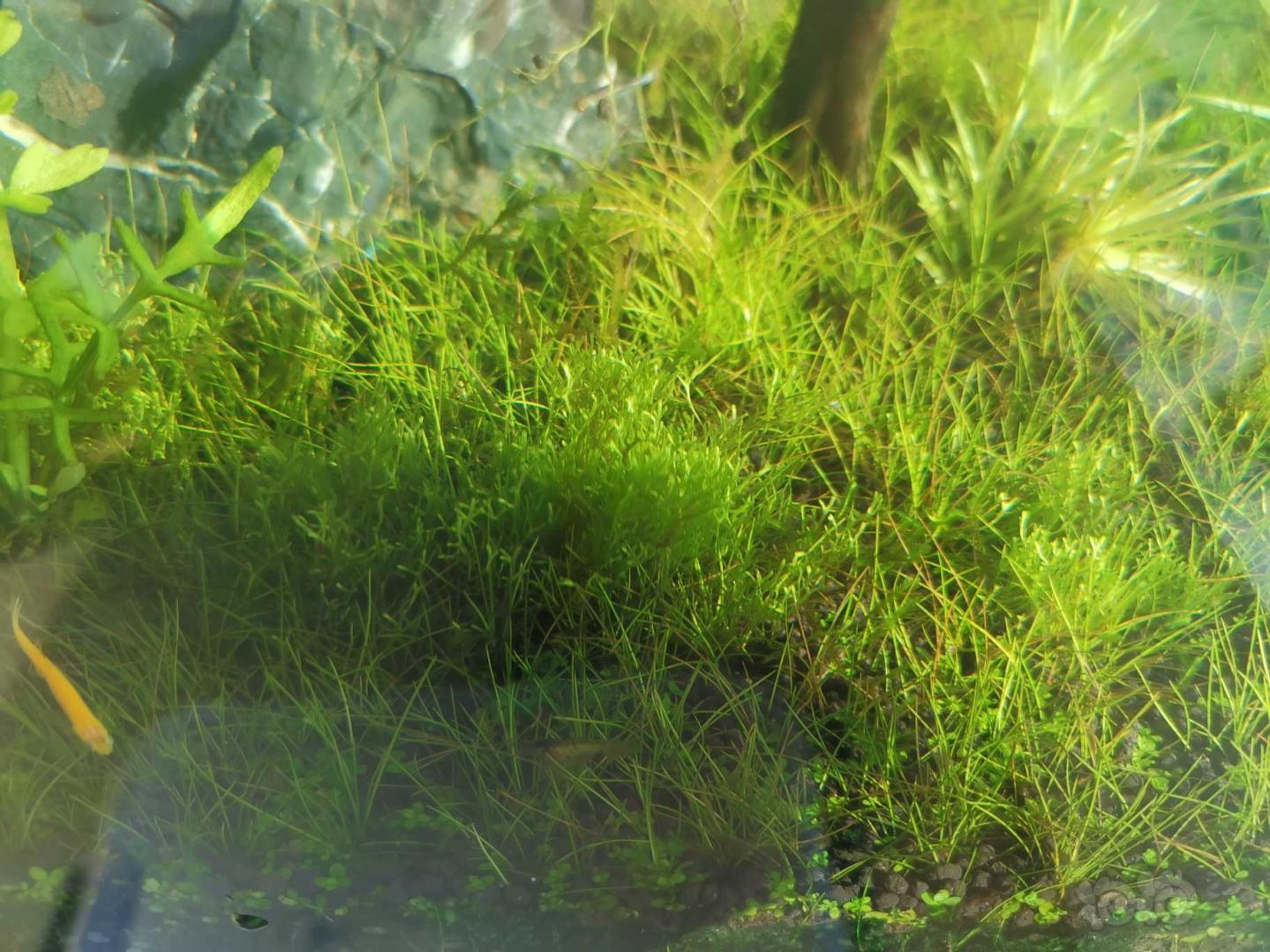 求教:是藻是草 叫什么-图1