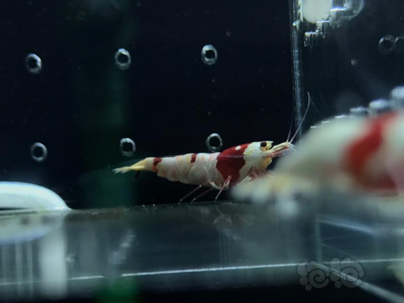 【虾】2020-11-17#RMB拍卖#纯血红白水晶虾一份4只-图2