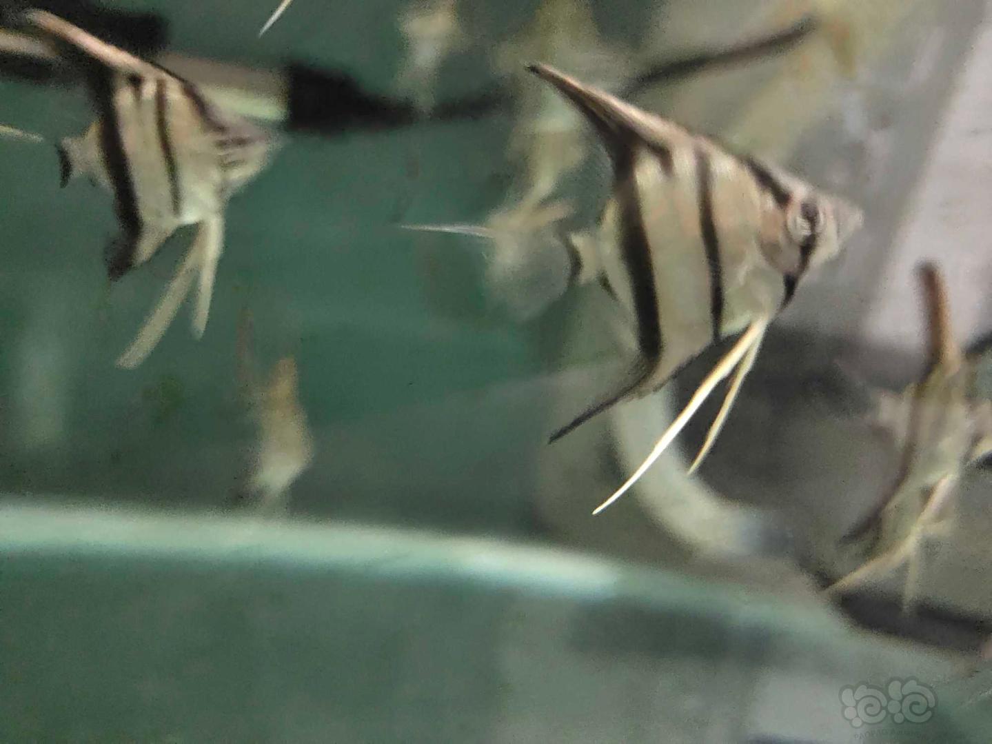 【热带鱼】出自己繁殖的秘鲁苗子-图1