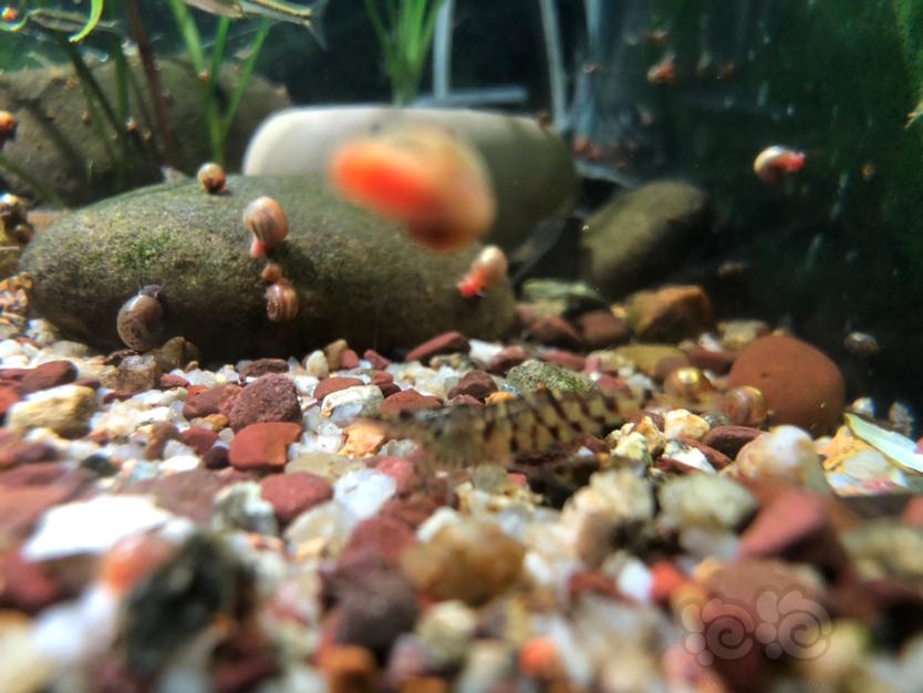 原生虾，秀丽白，红鼻枪虾，虎纹黑壳虾-图7