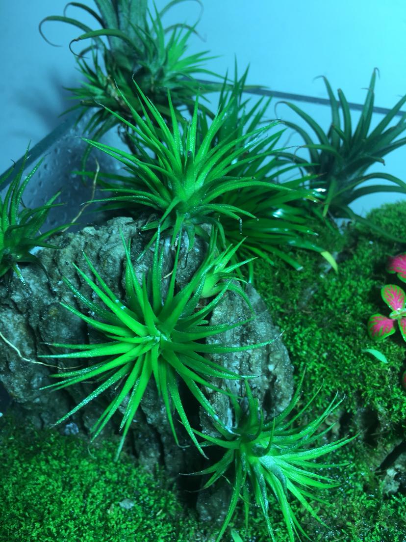水陆缸  悬浮石苔藓-图7