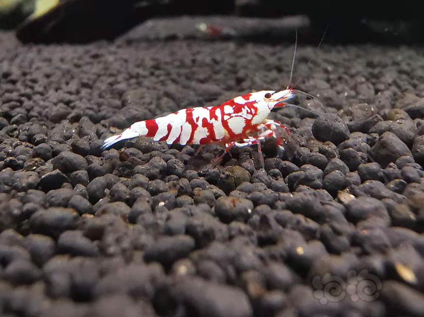 【虾】2020-11-14RMB拍卖#红花虎公虾一份一只-图3