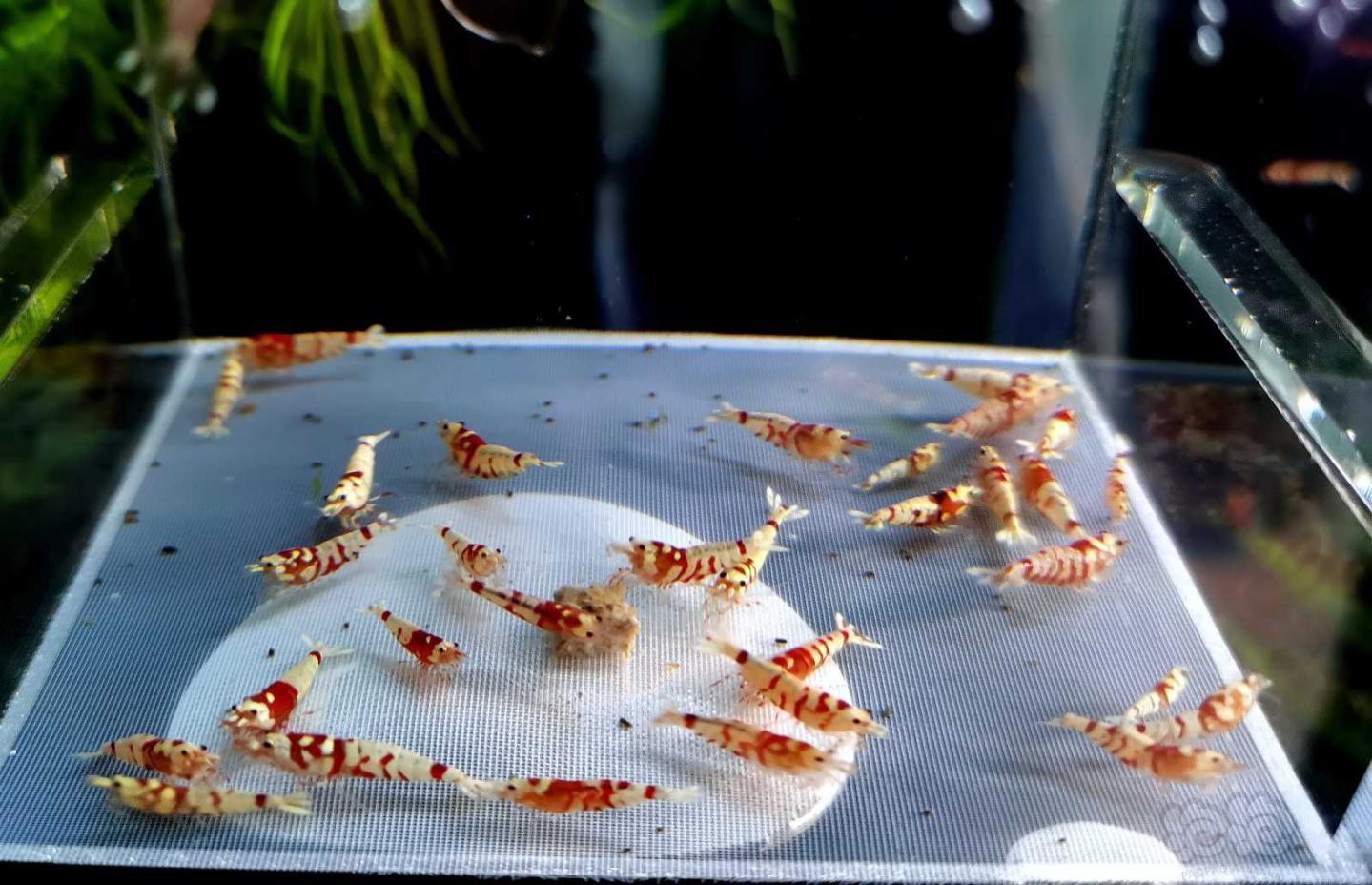 【虾】2020-11-01#RMB拍卖#红花虎水晶虾一份32只-图2