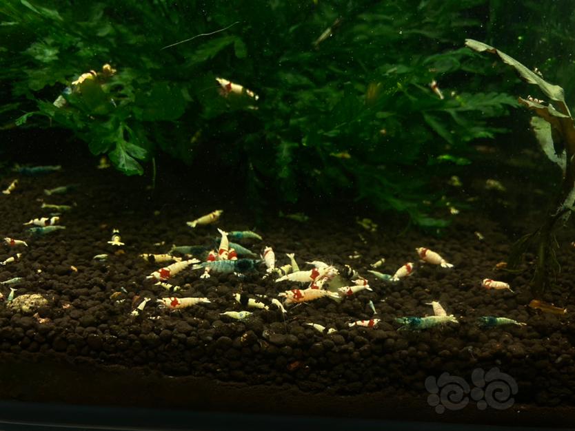 【水晶虾】昆明低价清缸水晶虾-图2