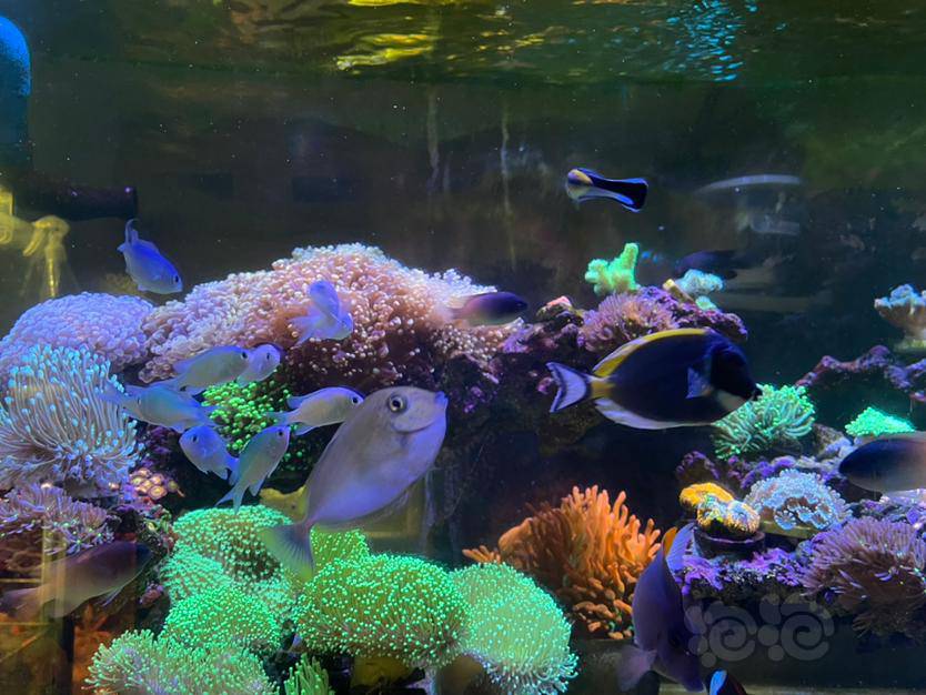 还是青魔群游好看 - 泡泡水族