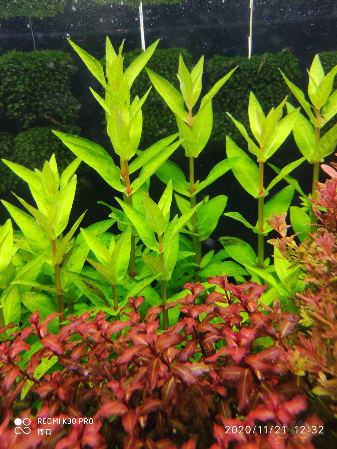 红唇丁香,迷你红蝴蝶打包150包邮普快非偏远,送几颗天堂鸟,紫红丁香