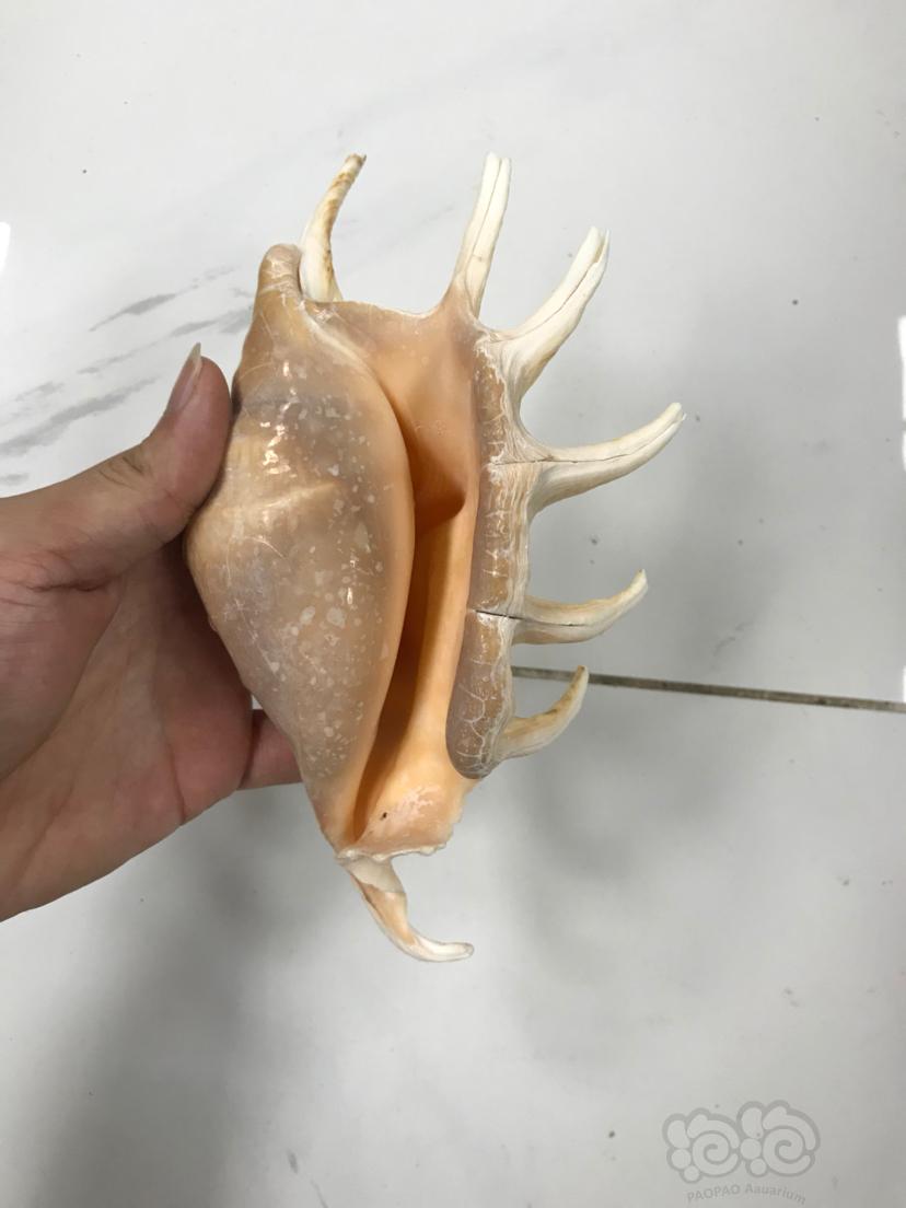 奇特海螺贝壳🐚-图3