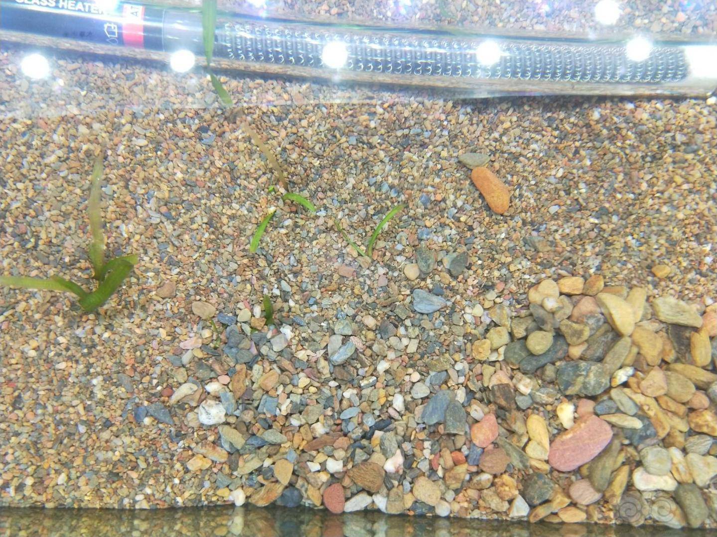 底砂原生缸雷龙缸底沙