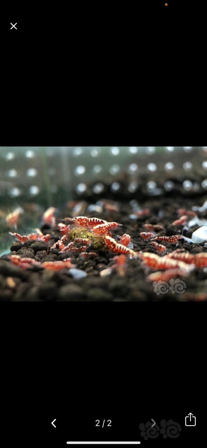 【虾】2020-11-10#RMB拍卖#红银河幼虾10只-图1