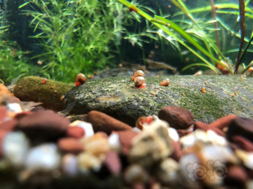 原生虾，秀丽白，红鼻枪虾，虎纹黑壳虾-图8