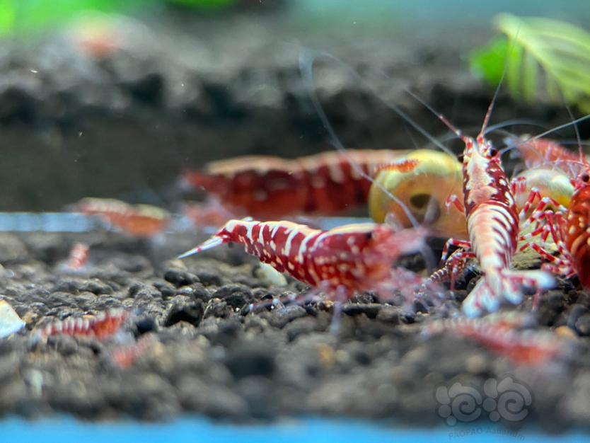 【虾】2020-11-10#RMB拍卖#红银河幼虾10只-图3