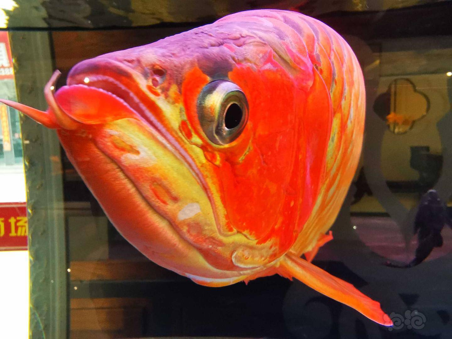 【龙鱼】帅气的大红龙