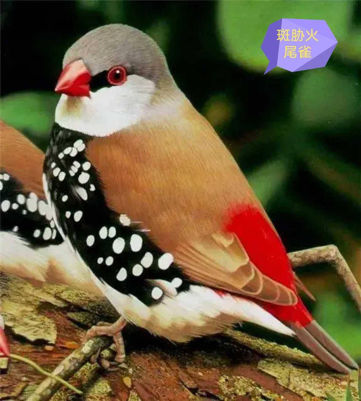 全世界最罕见的鸟⑻19幅