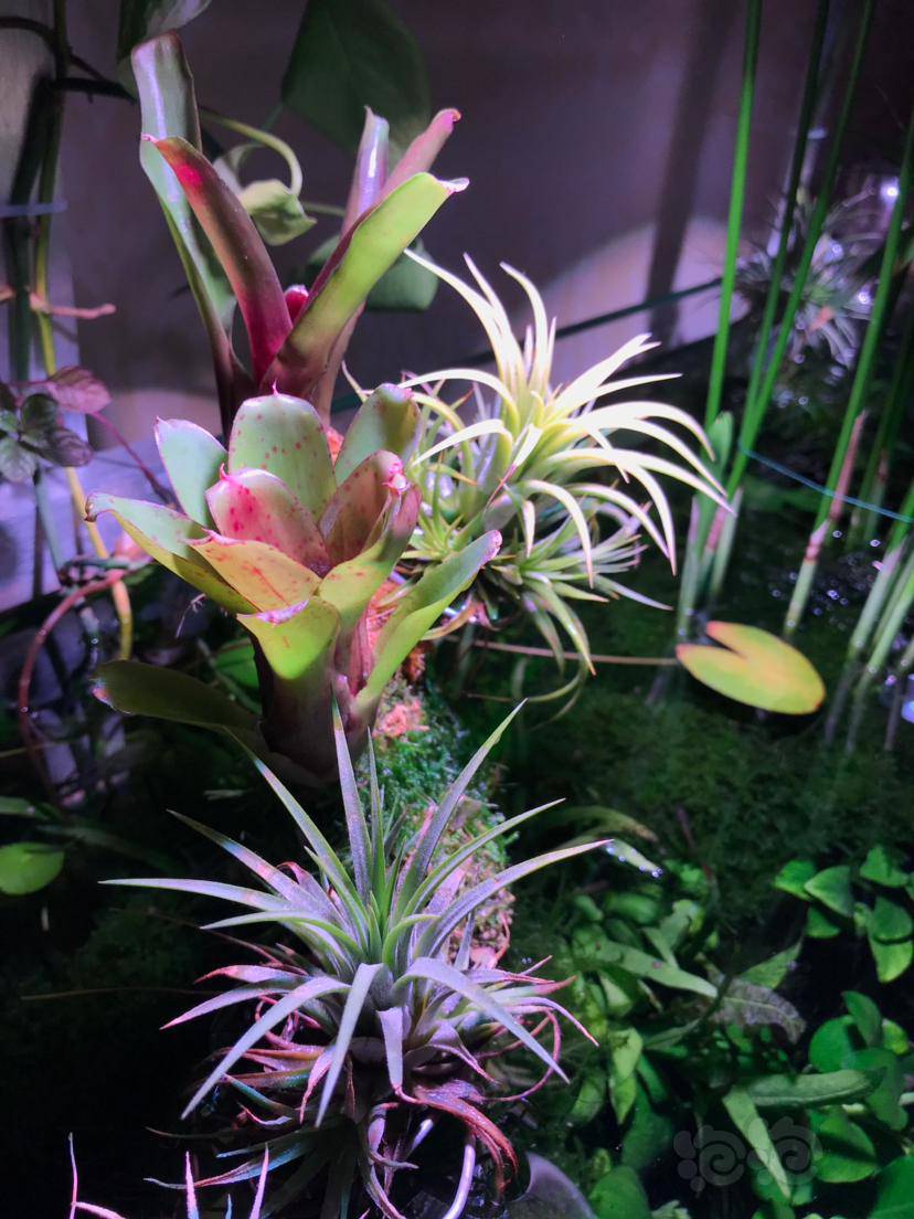 草缸沉木上加了俩积水凤梨