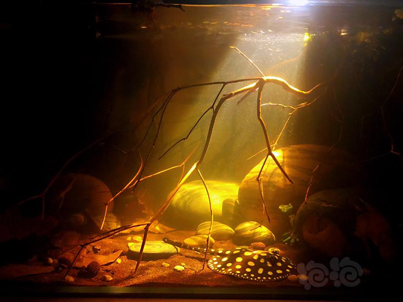 【热带鱼】出皇冠小魟鱼，黑水河埃及神仙鱼-图5