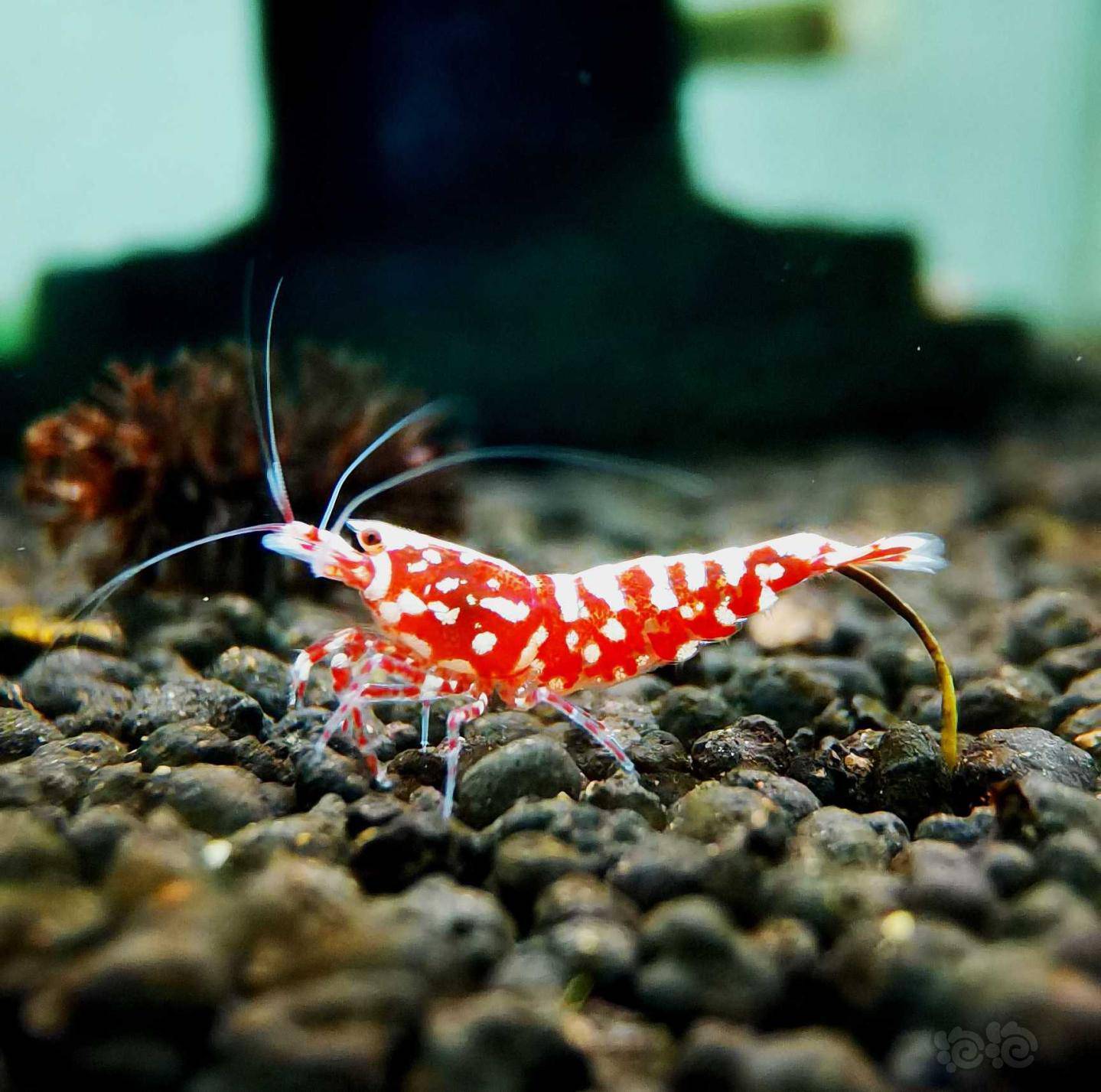 20201113rmb拍卖红银河星钻水晶虾繁殖组一份3只