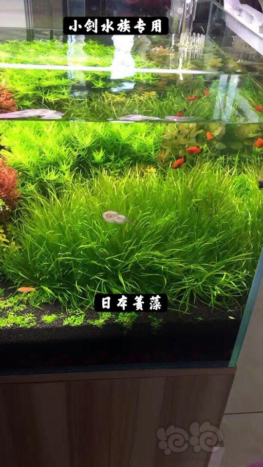 大颗日本箦藻135颗 只多不少 100包邮-图2