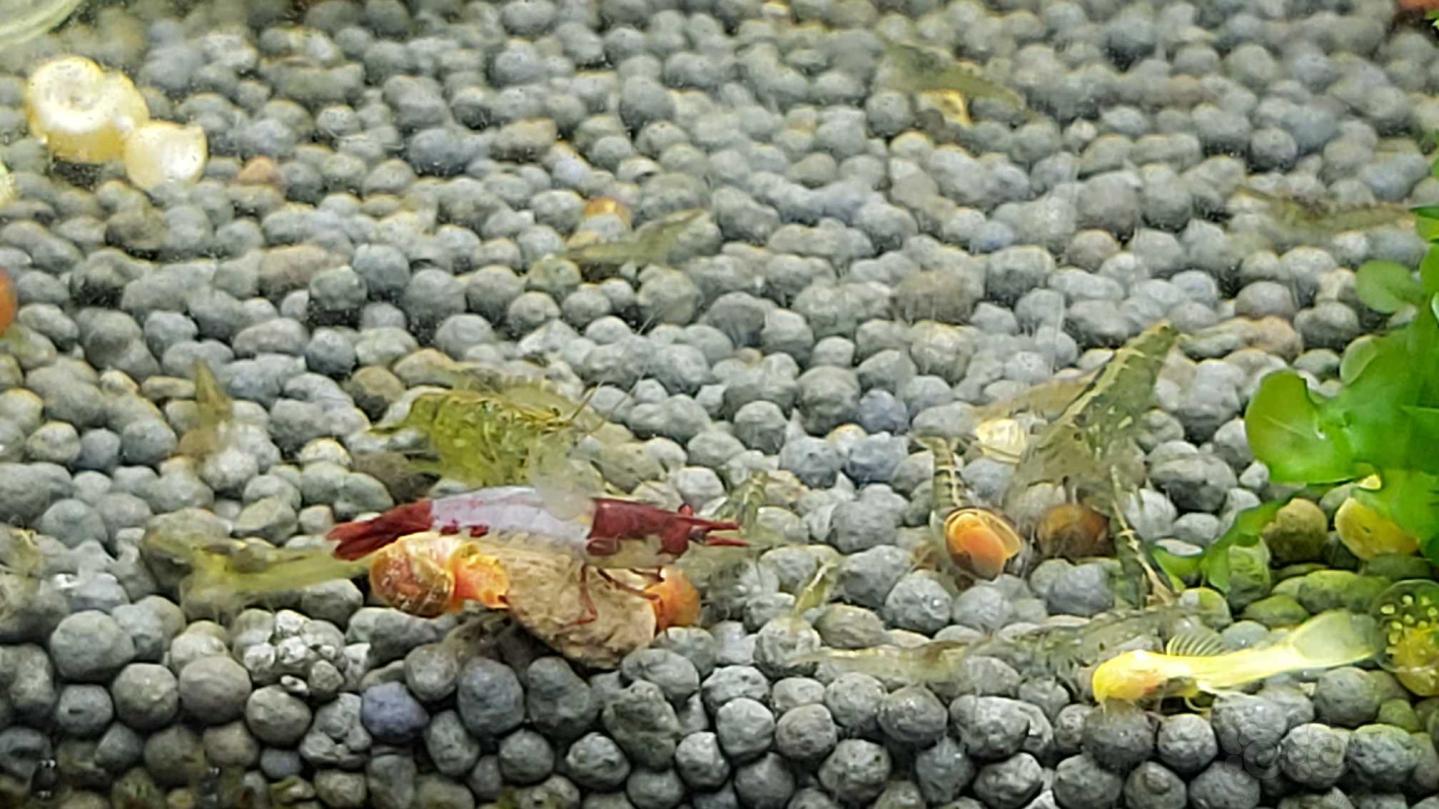 黑壳虾晒晒图-图2