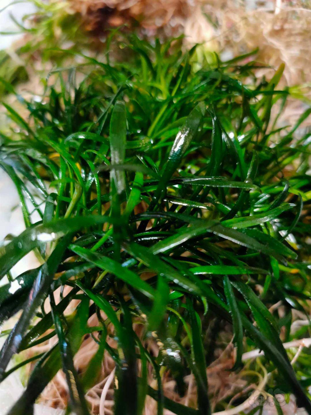 低价出售迷你椒草5毛一颗