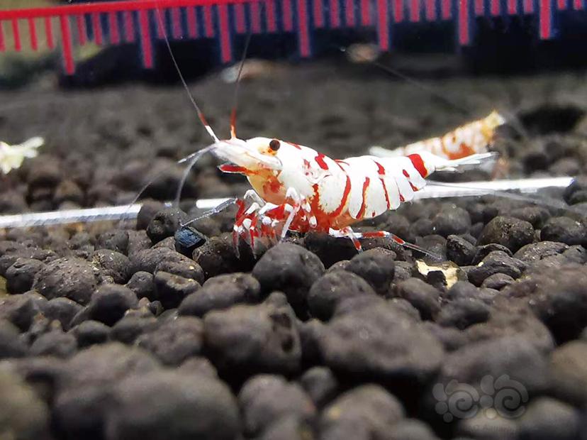 【虾】2020-11-13#RMB拍卖#红花虎公虾一份一只-图1