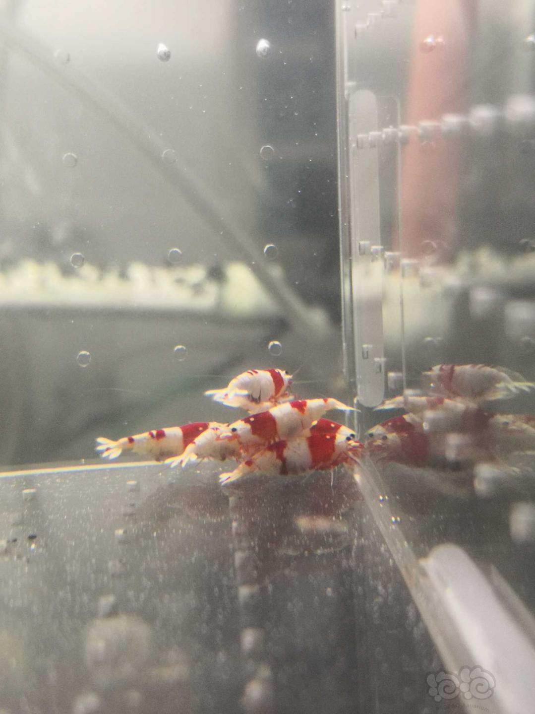 【虾螺】【出售】纯血红白繁殖组20只，包邮，名家血统-图5