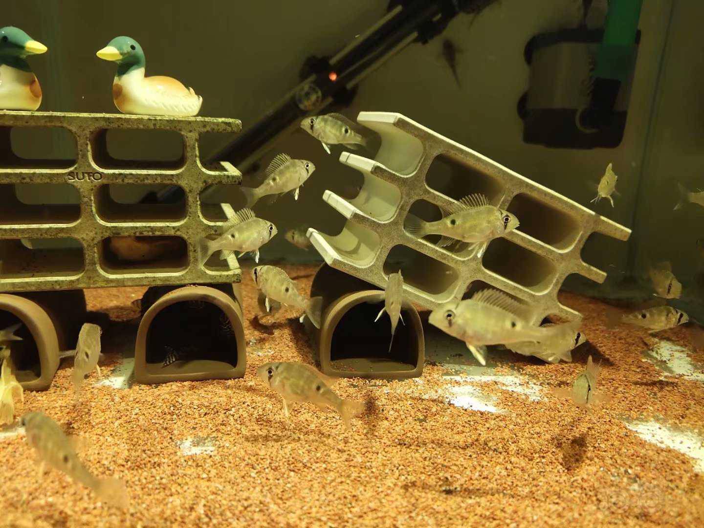 热带鱼圣塔伦月亮宝石苗子