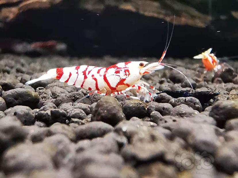 【虾】2020-11-24RMB拍卖#红花虎公虾一份一只-图1