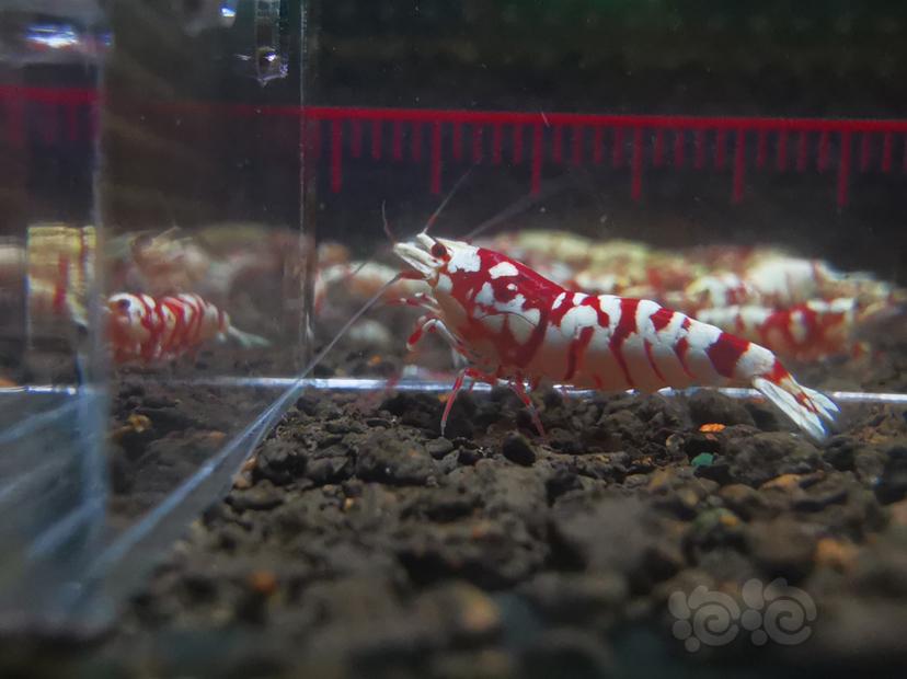 【虾】2020-11-07#RMB拍卖#红花虎水晶虾一份2只-图3