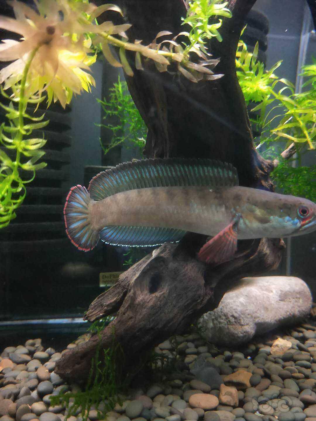 【雷龙】甩甩的小雷龙