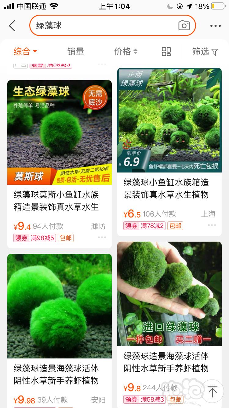 这是绿藻球不是刚毛藻！！-图1