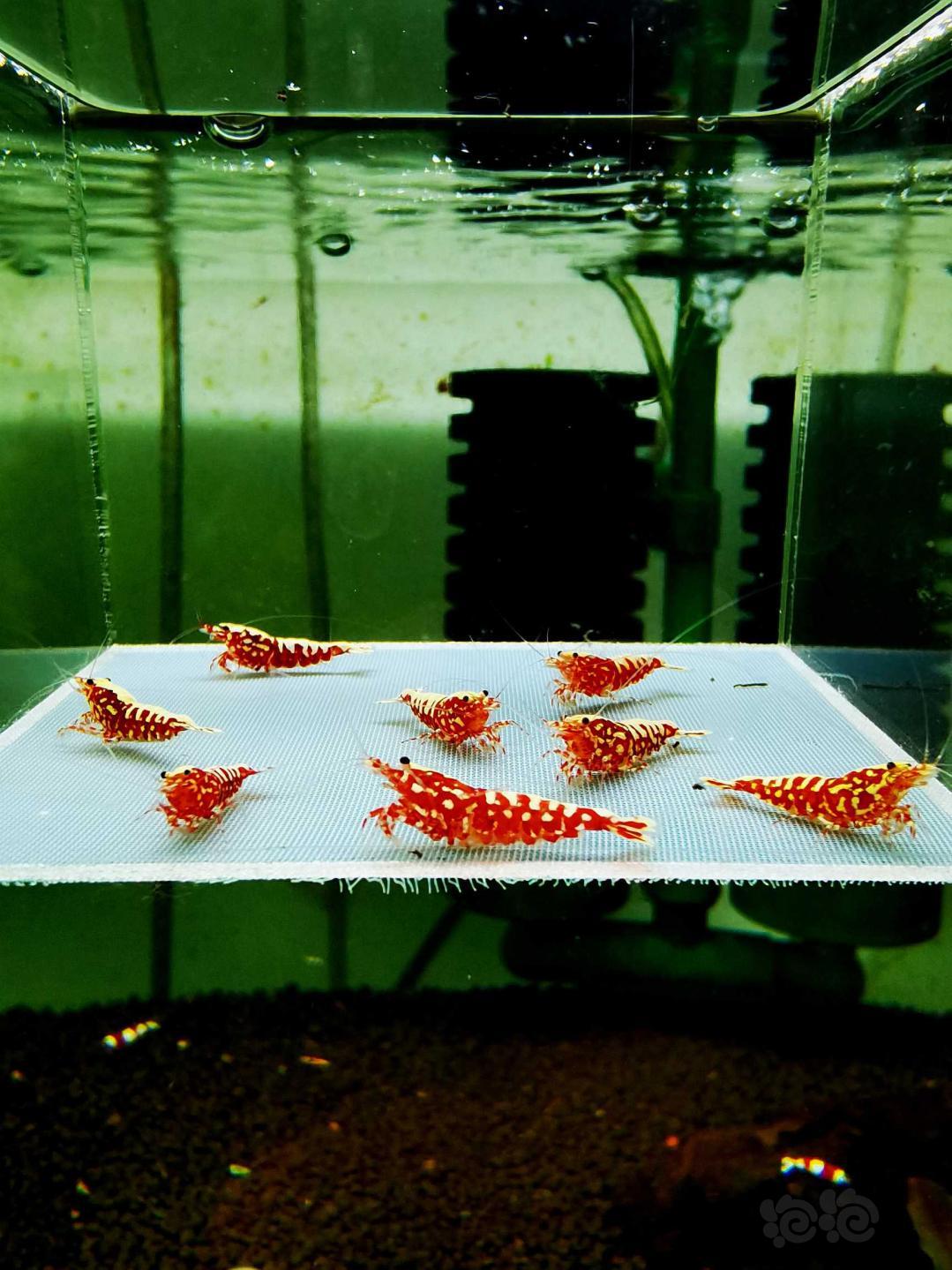 【虾】2020-11-22#RMB拍卖#红银河星钻种公虾一份8只-图2