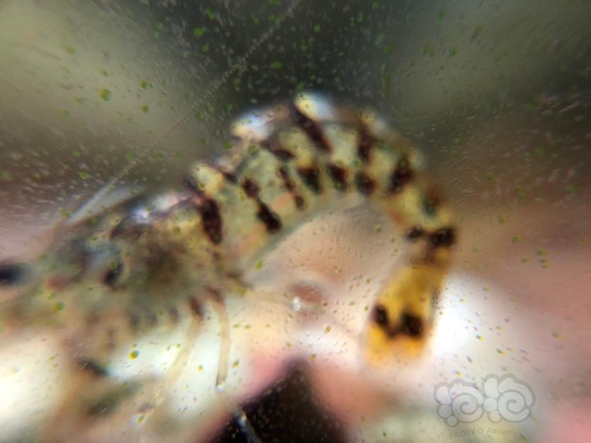 原生虾，秀丽白，红鼻枪虾，虎纹黑壳虾-图3