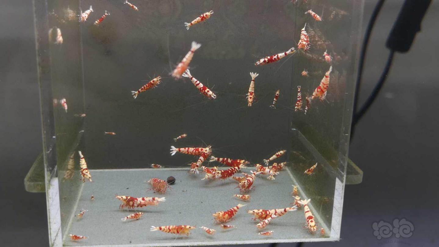 【虾】2020-11-16#RMB拍卖红花虎60只-图1