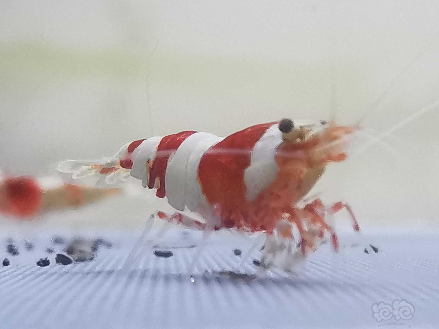 【虾】2020-11-9#Rmb拍卖红白水晶虾10只-图1