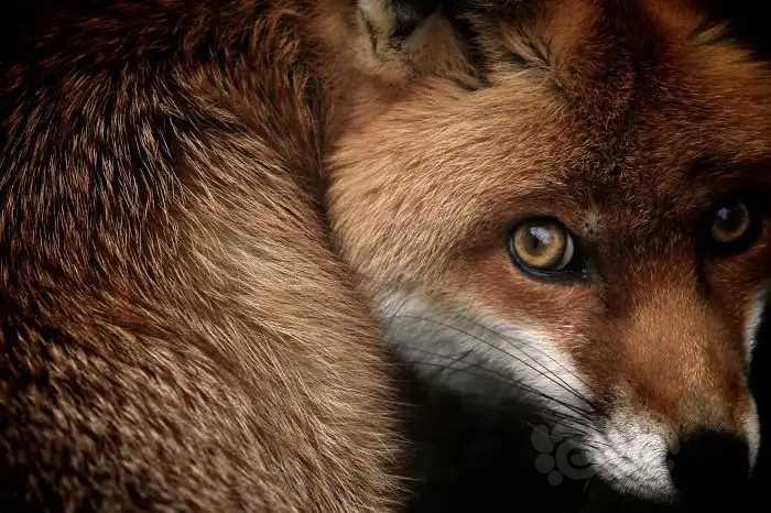 英国野生动物摄影奖10周年展出入选佳作欣赏-图2