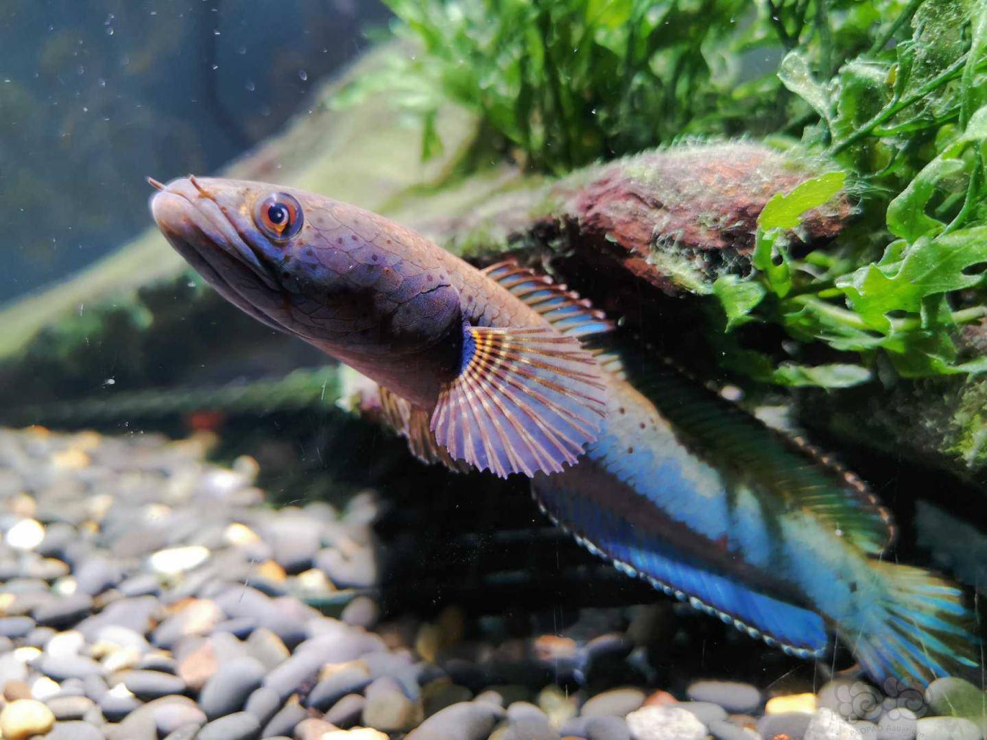 雷龙蓝的月光蓝月光