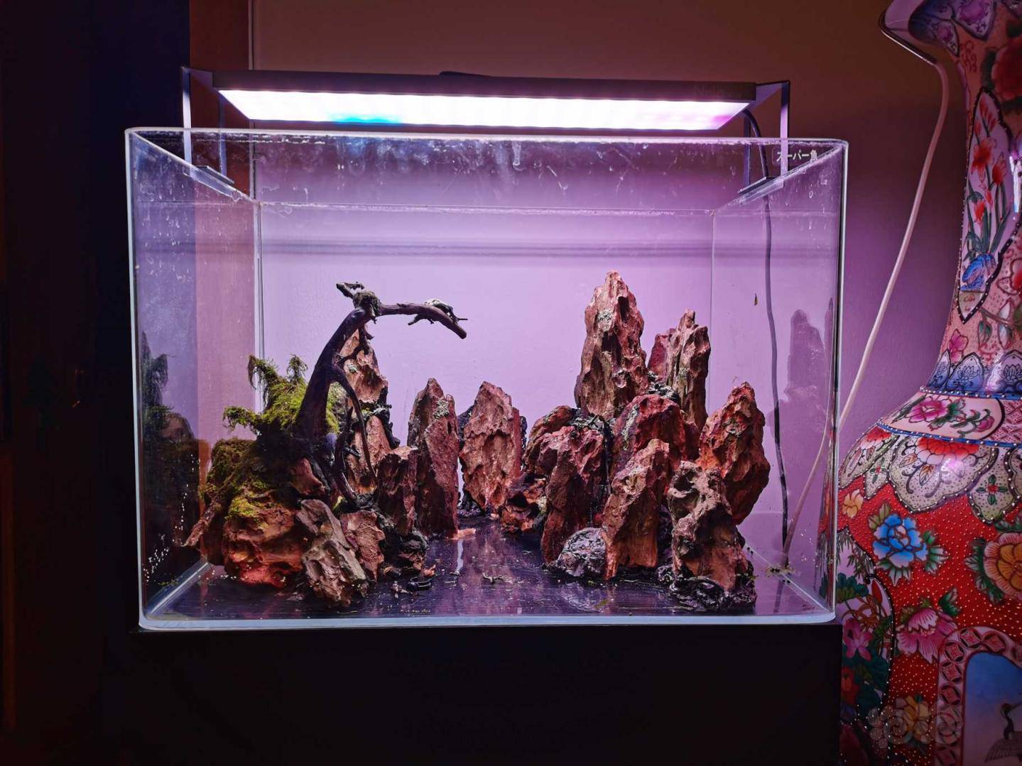 50缸松皮石沉木景打包出