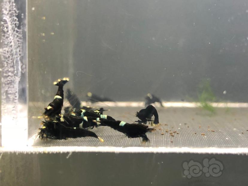 【虾】2020-11-02#RMB拍卖黑金刚水晶虾一份40只-图1