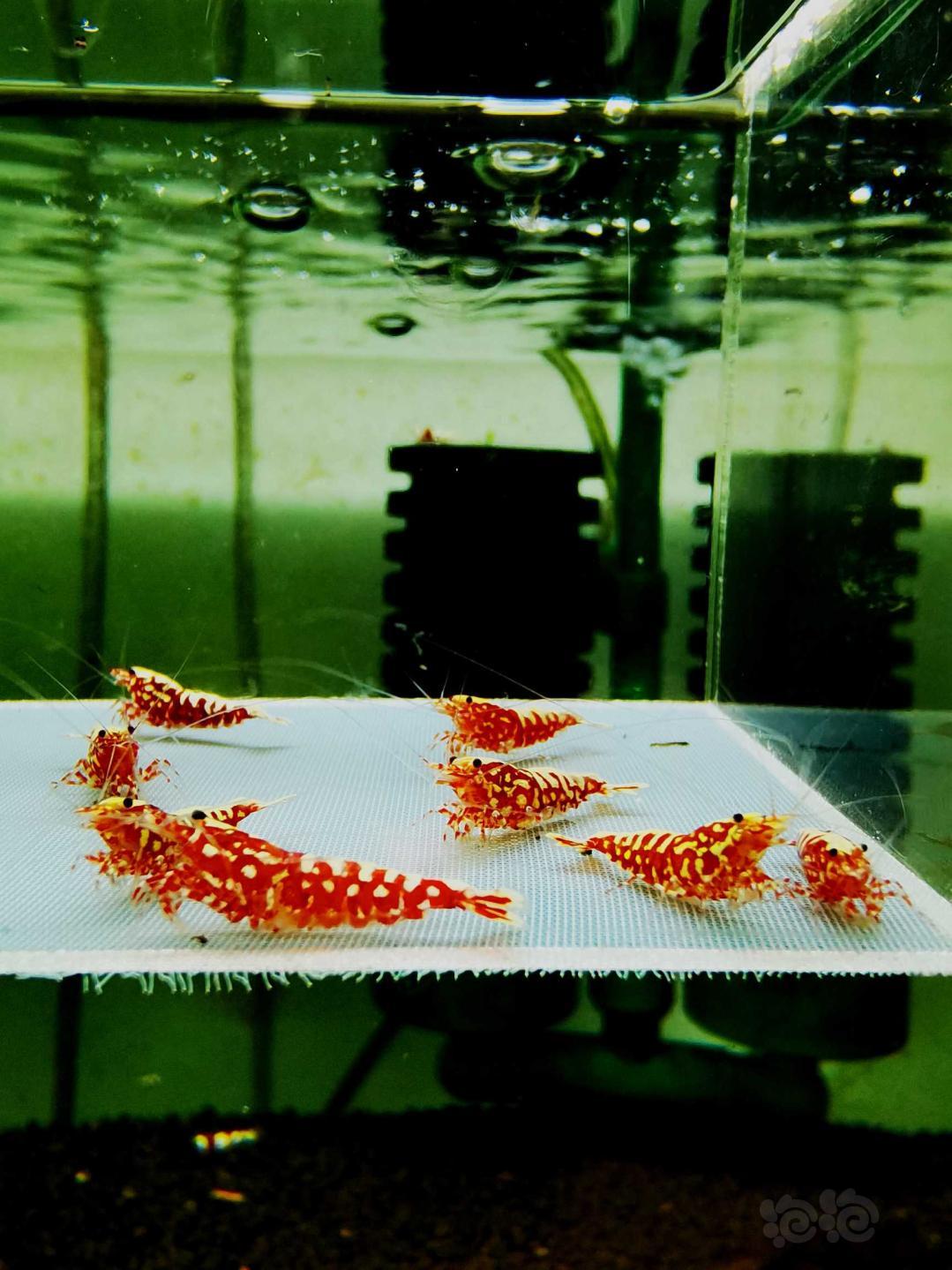 【虾】2020-11-22#RMB拍卖#红银河星钻种公虾一份8只-图1
