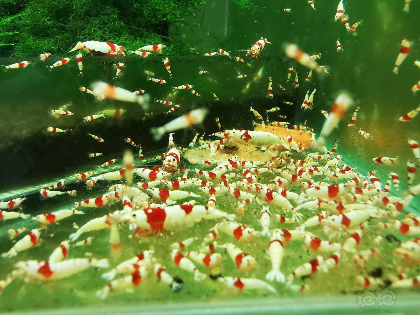 出售海老淘汰红白水晶虾-图9