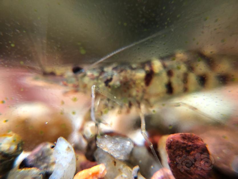 原生虾，秀丽白，红鼻枪虾，虎纹黑壳虾-图4